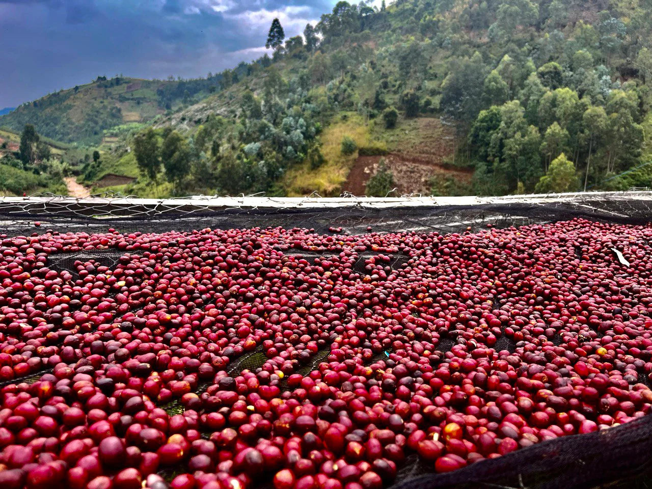 Roasted - Rwanda Kivu (Coffee of the Week)
