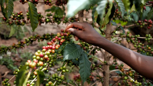 Unroasted - Rwanda Kivu (Coffee of the Week)